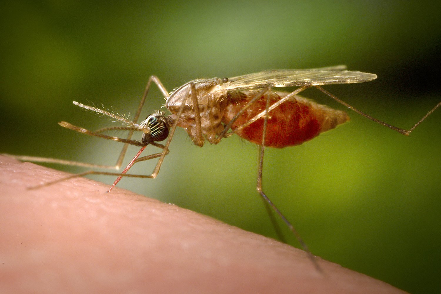 Jamestown Canyon Virus found in Grand Rapids mosquito during routine testing