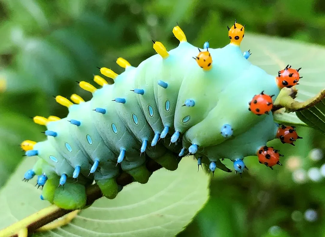 Greenfield Garden Club, Magic Wings mark Earth Week with film screening
