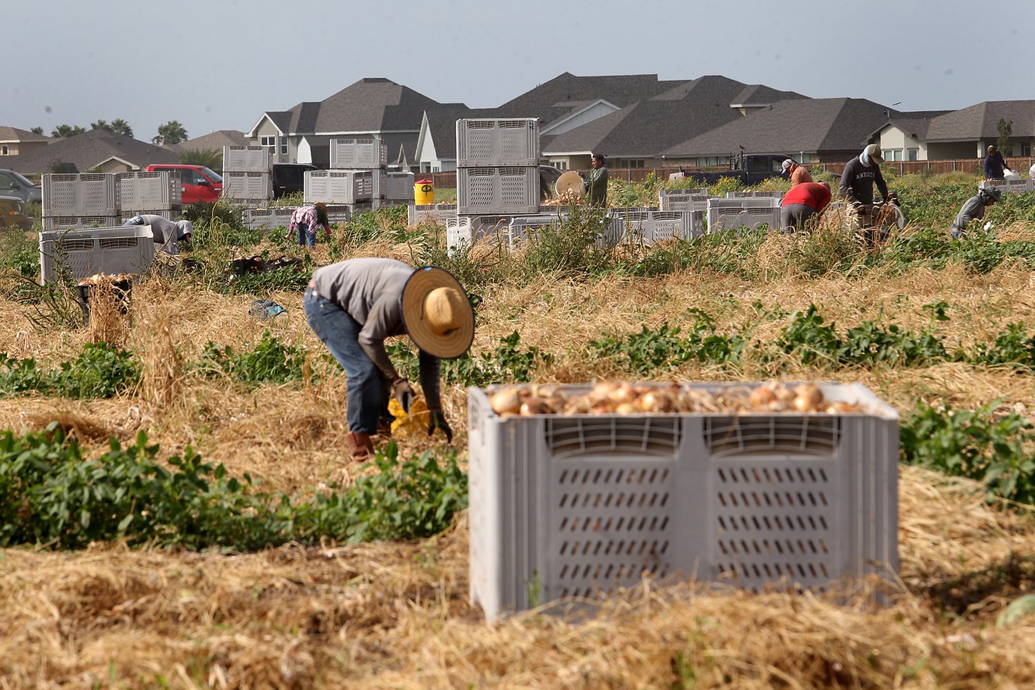 Parkinson’s disease is consistently linked to pesticide exposure, putting Rio Grande Valley farmworkers at risk