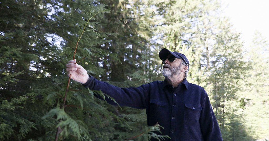 Extreme heat represents a new threat to trees and plants in the Pac NW