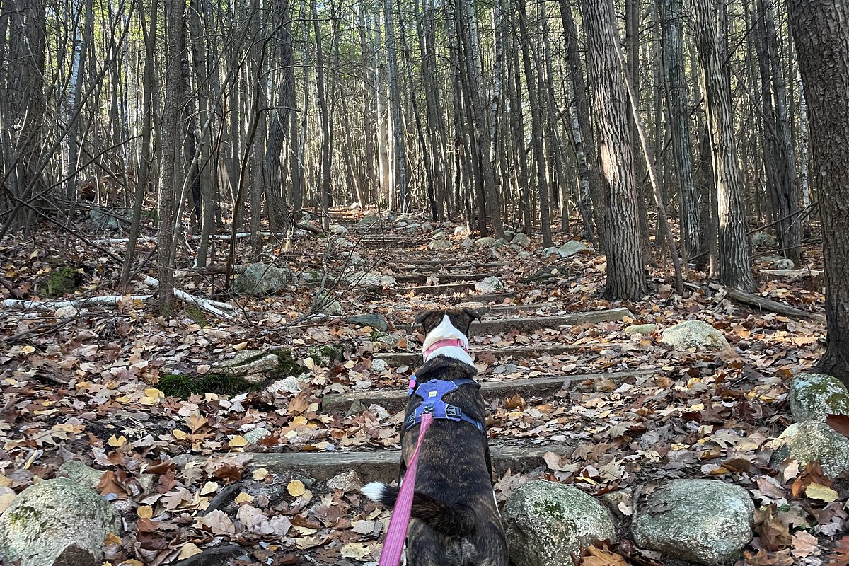 Try these Bangor-area walking trails for a Thanksgiving day stroll