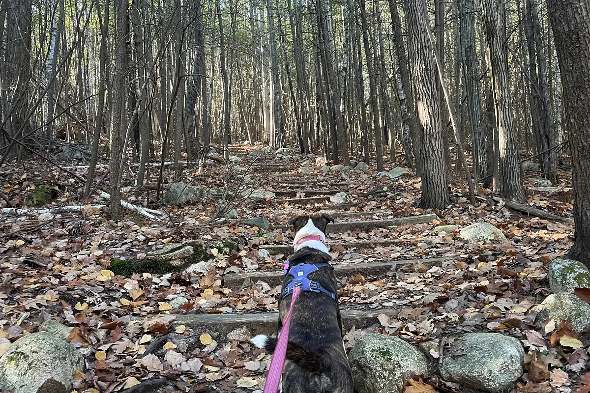 Try these Bangor-area walking trails for a Thanksgiving day stroll