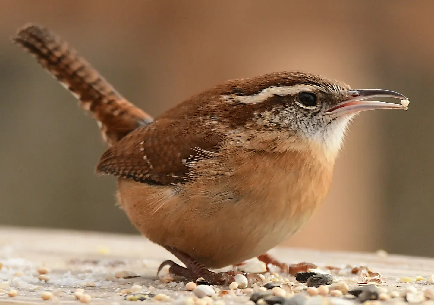 Speaking of Nature: Bare feet, a bald eagle, and ‘Wrenly Baratheon’: Celebrating a record-setting winter bird count with the launch of a new podcast, ‘Audio Postcards’