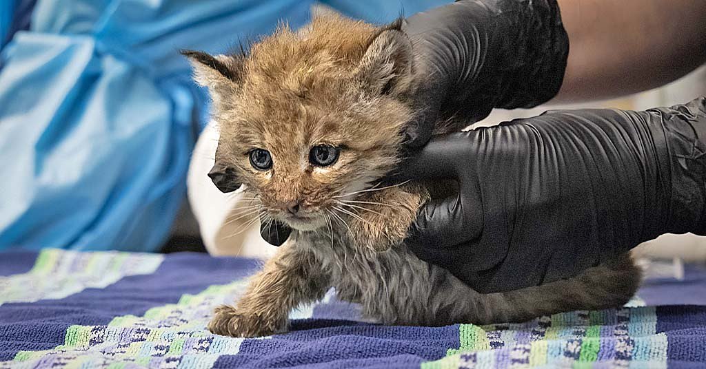 Orphaned bobcats on the mend in central Oregon