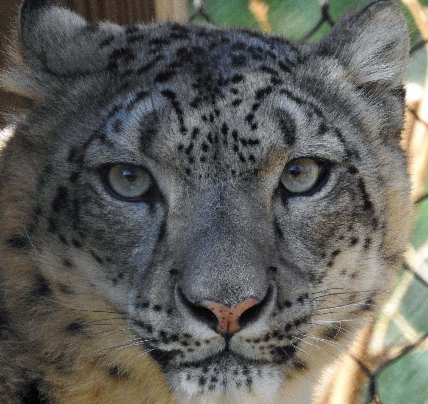N.J. zoo announces heartbreaking deaths of 2 snow leopards who never got to have cubs together