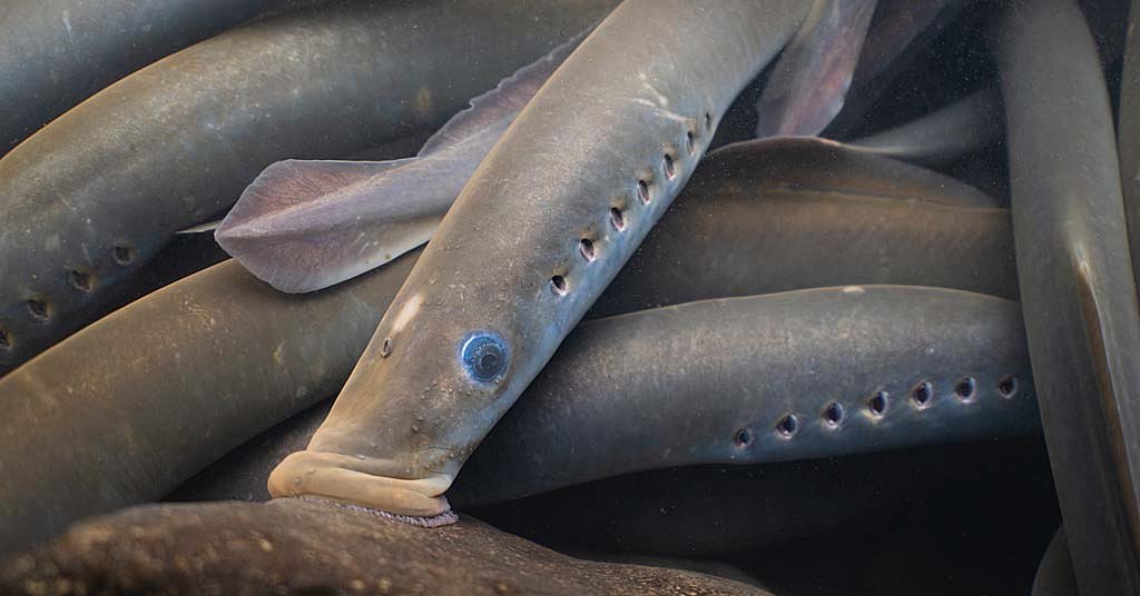 Pacific lamprey have reached an impasse