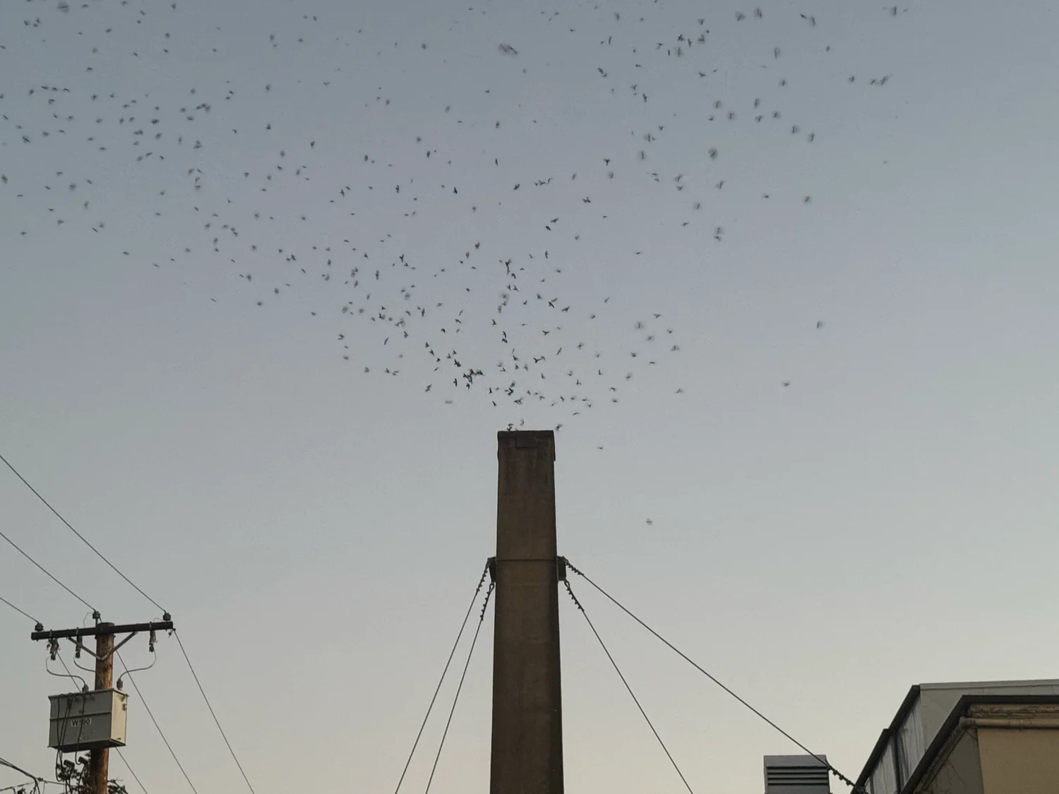 Vaux’s swifts return to UO campus, even as they quit other Oregon spots 