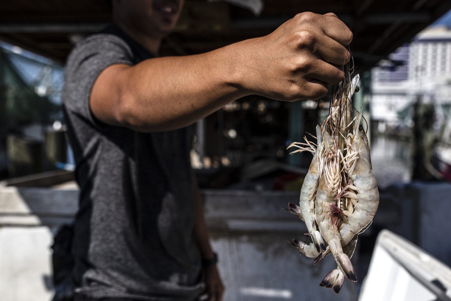 Coast shrimpers cling to legacy through the industry’s choppy waters
