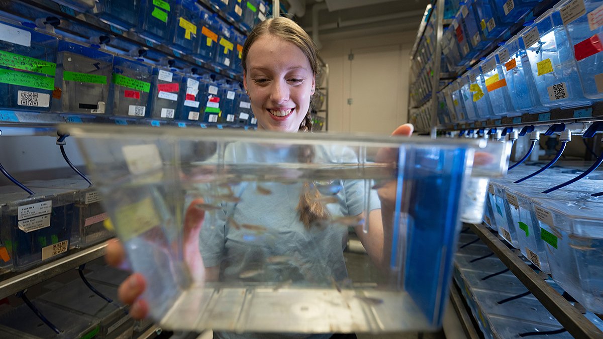 Small fish, big impact: UMaine's new Zebrafish research lab