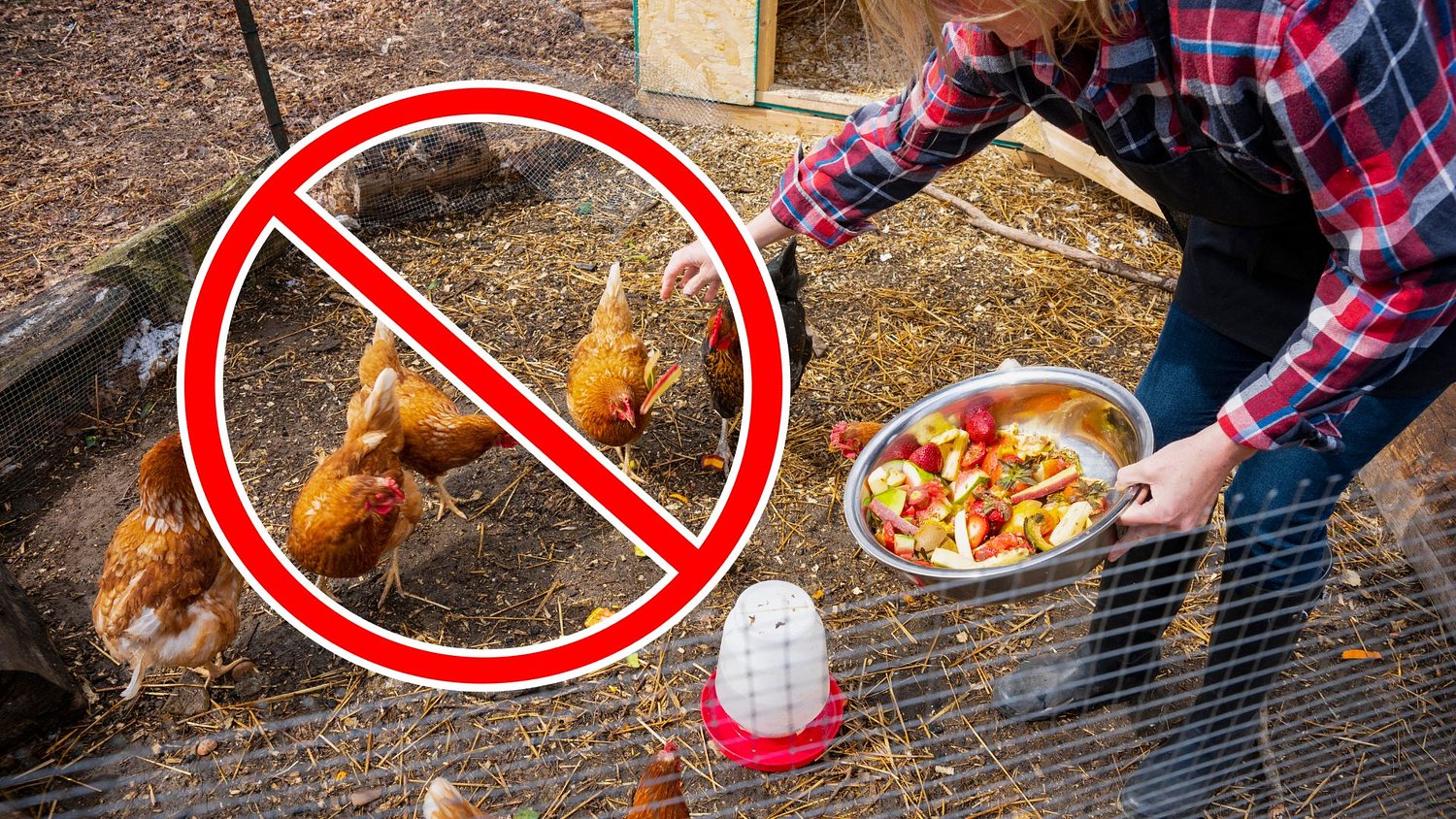Meet the woman who has spent 16 years fighting to legalize backyard chickens