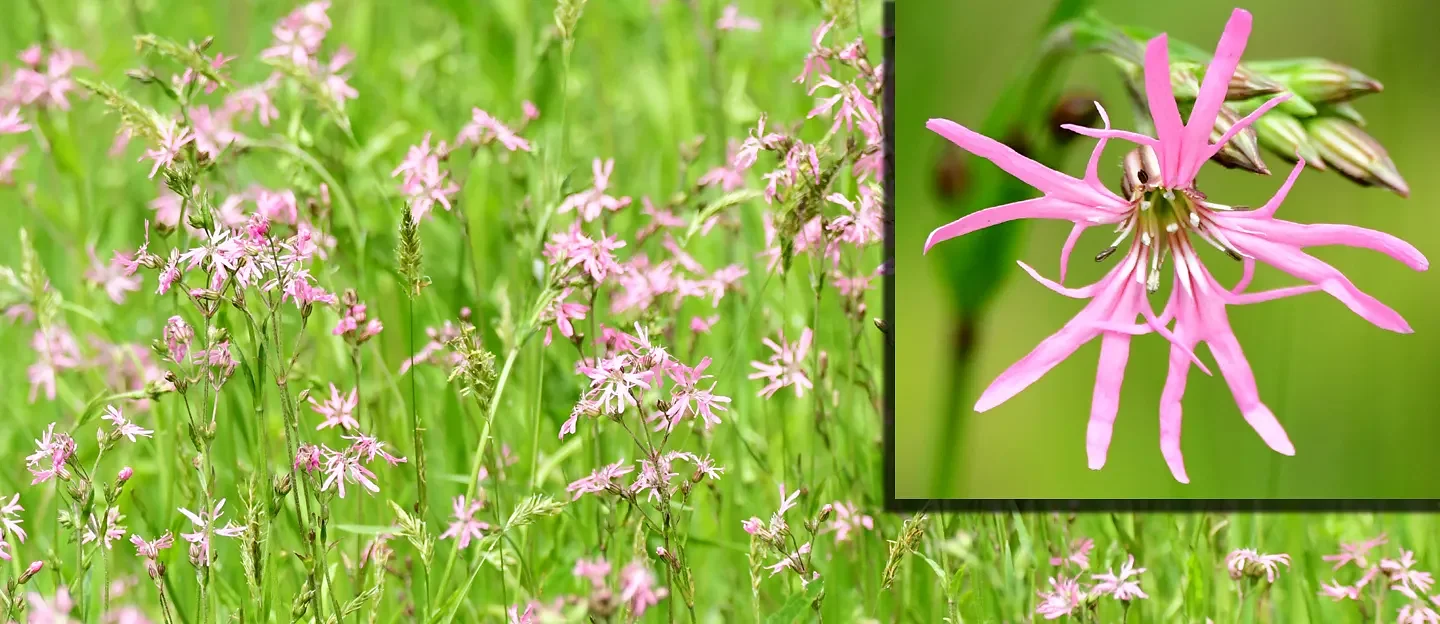Speaking of Nature: Finding echoes of ecstasy: The non-native ragged robin wildflower thrives in New England meadows