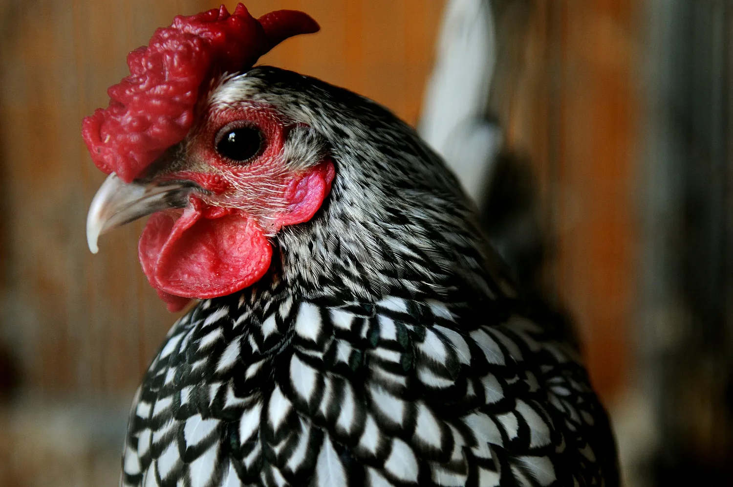 Cock-a-doodle-don’t? Vermont towns can’t agree on roosters.