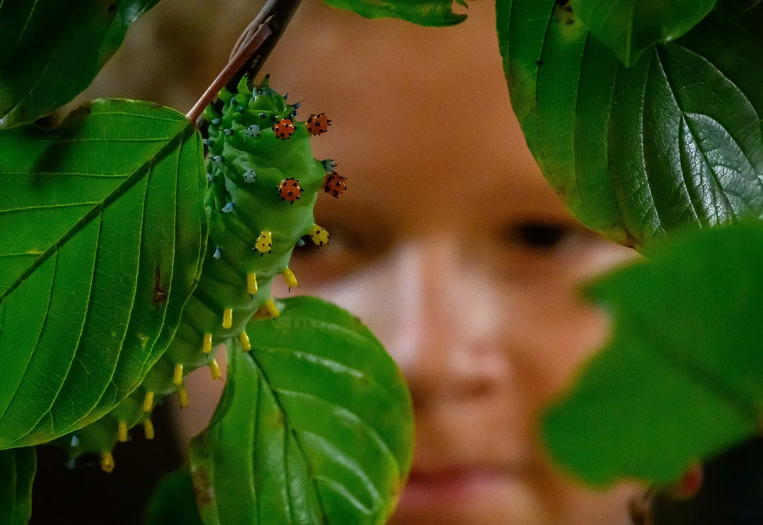 Photos: Behold the caterpillar
