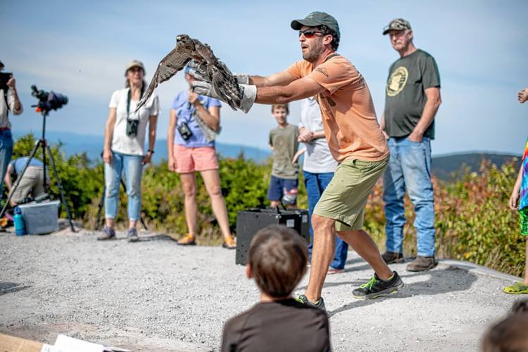 BACKYARD NATURALIST: Phil Brown: Pack Monadnock Raptor Observatory 2025 season summary