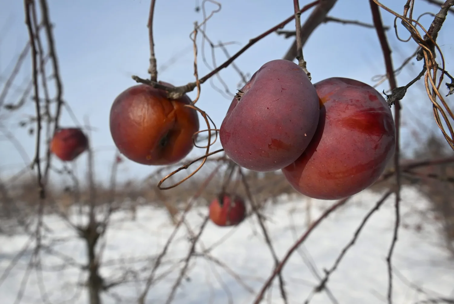 PHOTOS: Lingering fall fruits
