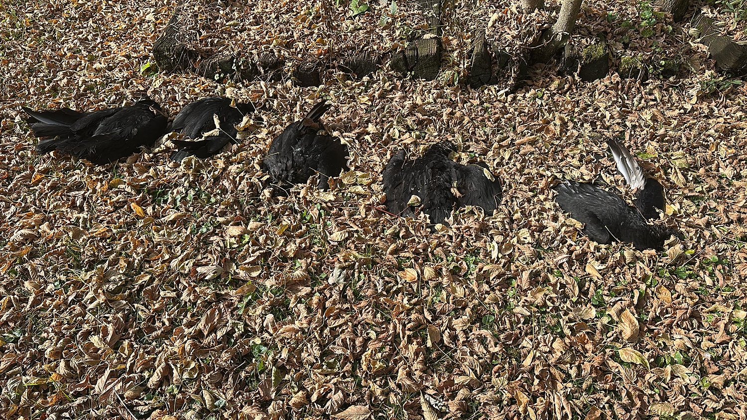 Avian flu is killing vultures in Southwest Virginia. This is a 'new phenomenon,' Tech expert says, but may not represent wider spread