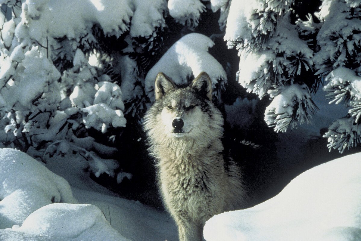 Why we should bring back wolves and mountain lions to the Northeast