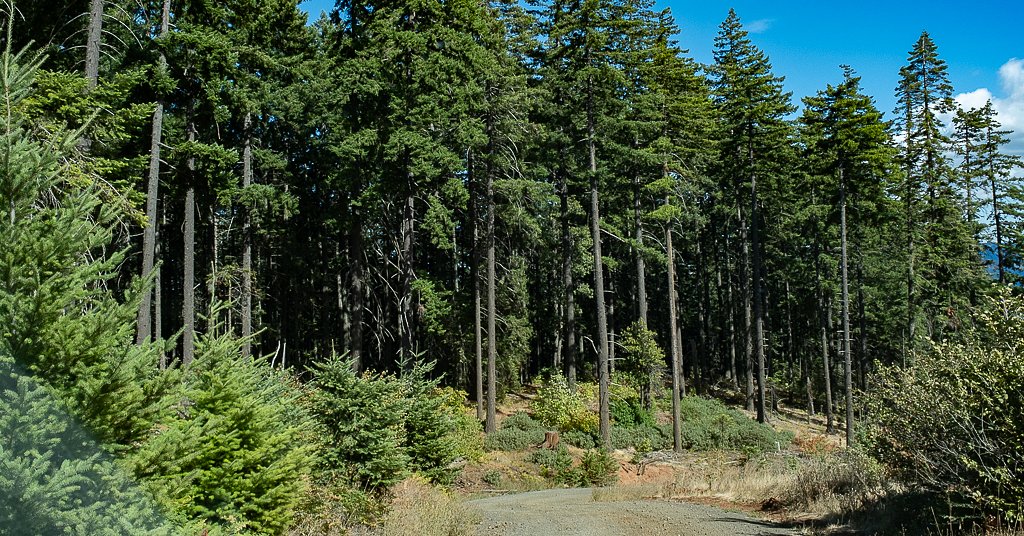 UPDATE: Oregon county to parlay timberland on carbon offset market