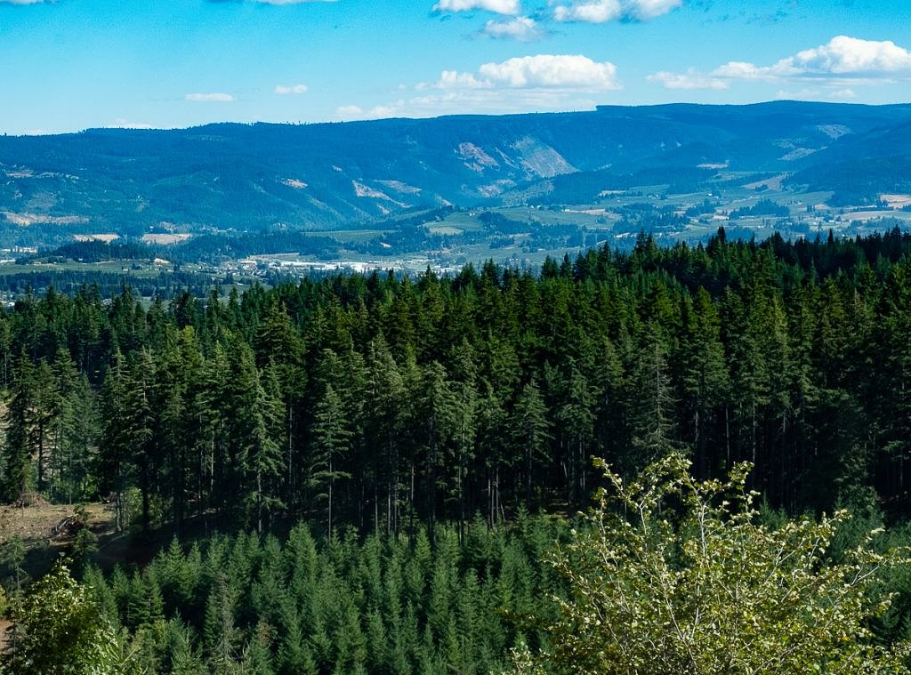 Log it or leave it: Oregon county ponders new way to cash in on trees