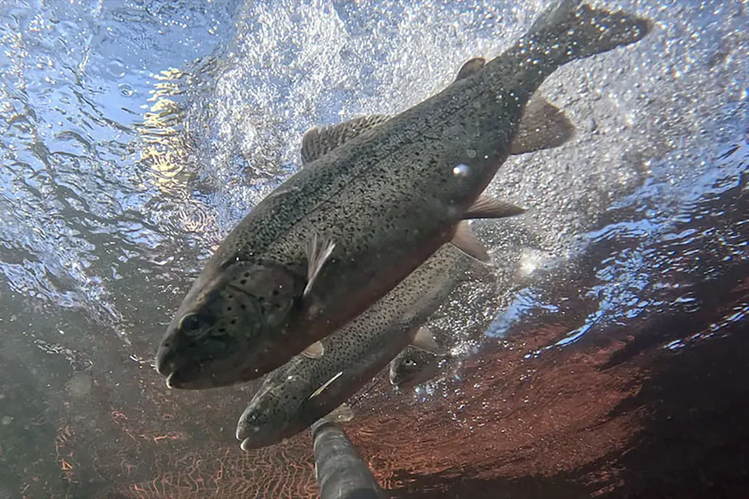 In effort to expand American fish farming, New Hampshire marine biologist joins congressional push