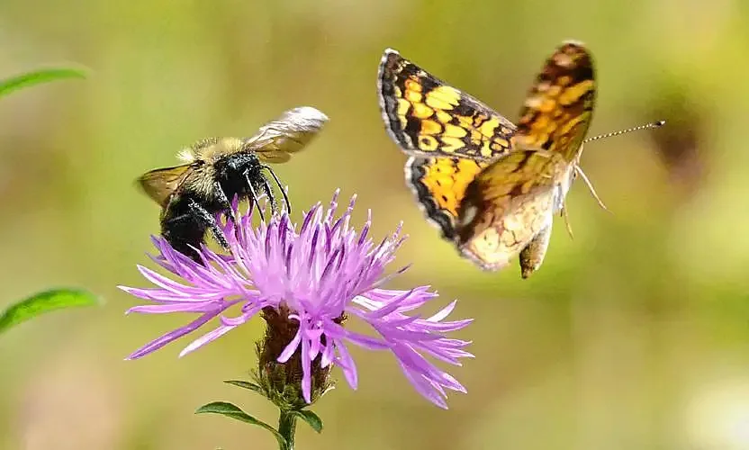 Walk in Rowe to explore relationship between plants and pollinator health