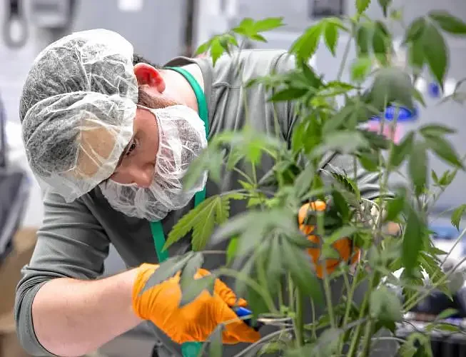 NH medical marijuana program added 2,100 new patients last year