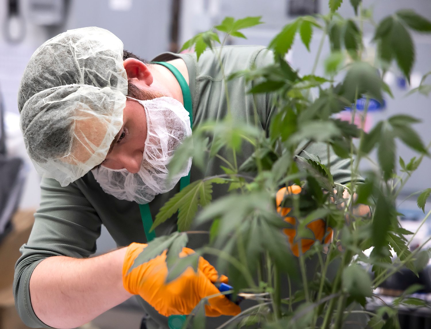 NH medical marijuana program added 2,100 new patients last year
