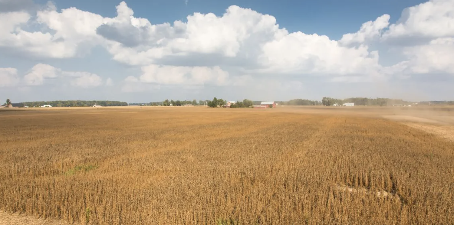 Eye On Illinois: What to do with all these beans? If you can’t eat ’em, burn ’em