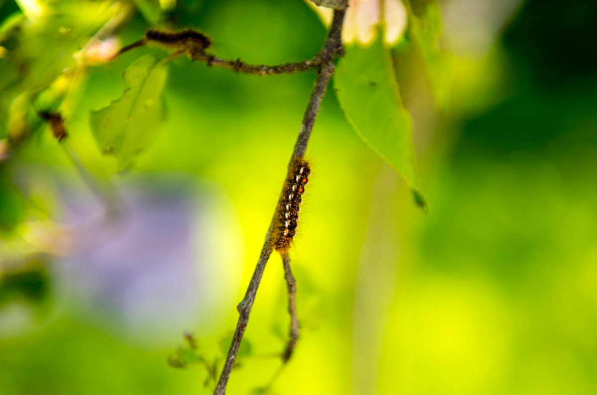 The outlook for 6 forest pests and diseases in Maine