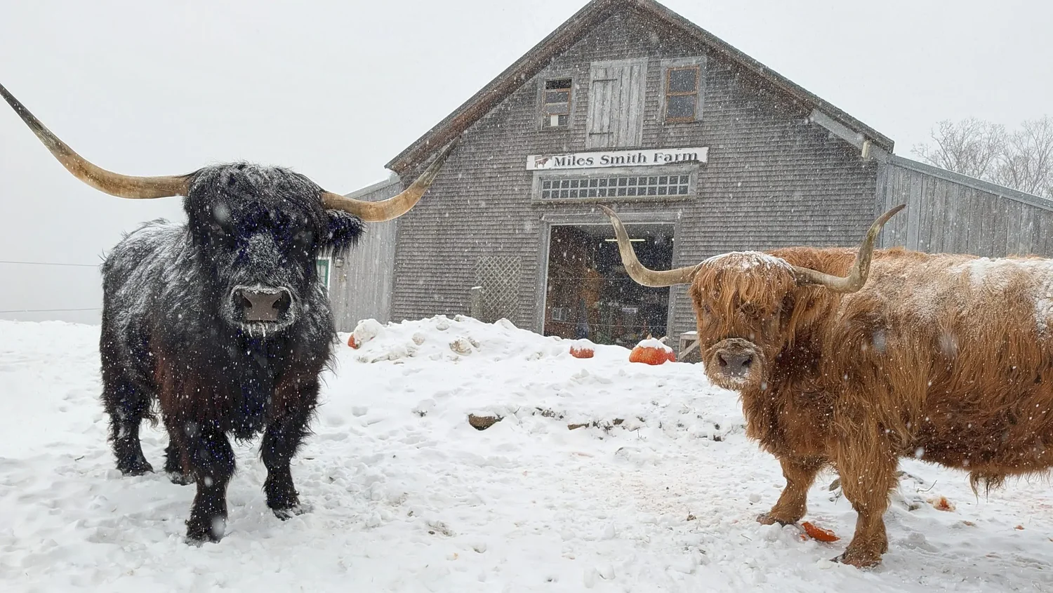 From the Farm: Meet my 2,000-pound pet