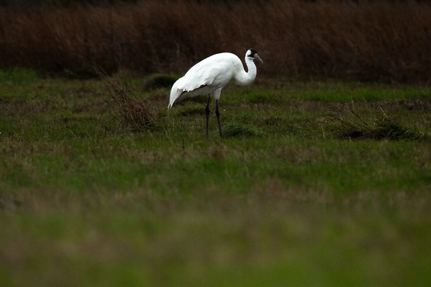 Conservation groups buy more than 3,000 acres on Texas coast for whooping crane habitat
