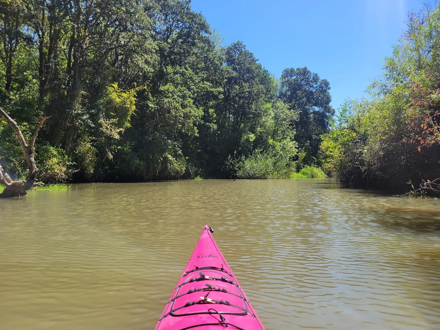 Paddling Coyote Creek: A quiet escape just outside Eugene