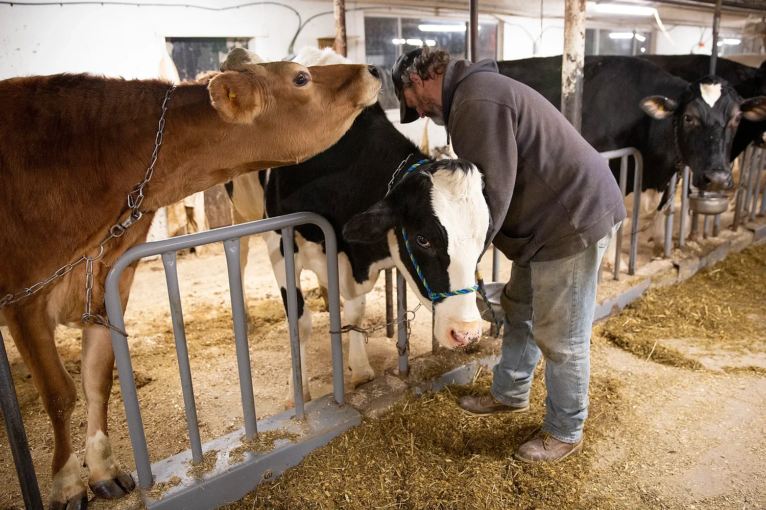 Grafton County Farm adopts innovative system to track dairy herd data