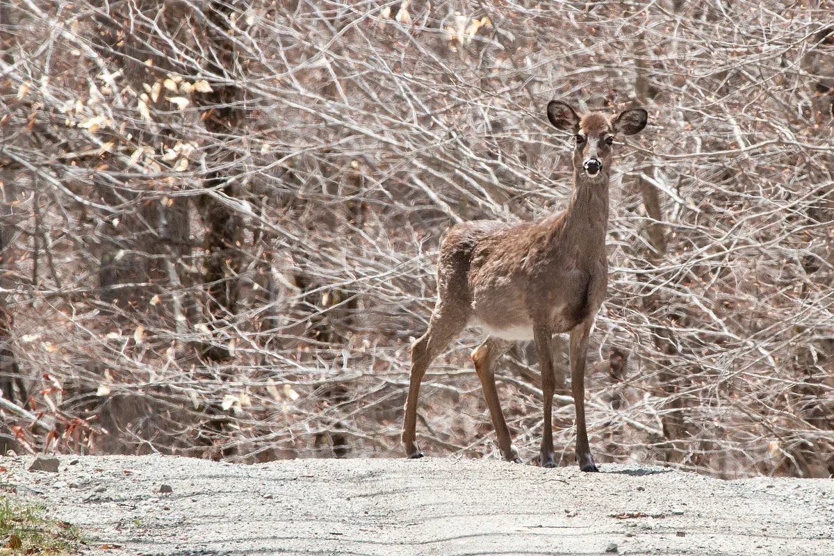 This is one solution for MDI’s deer problem