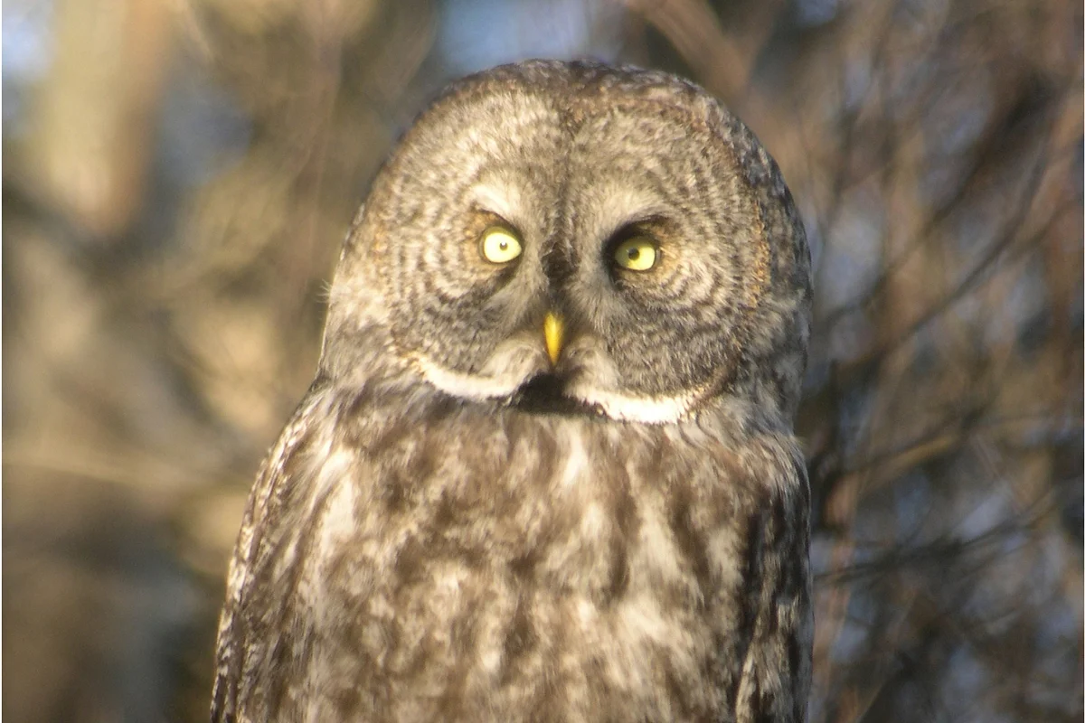How my birding obsession took over my life 
