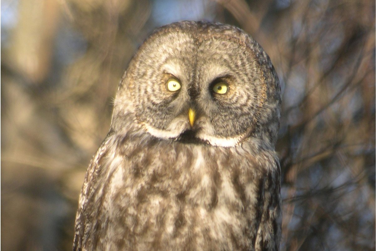 How my birding obsession took over my life