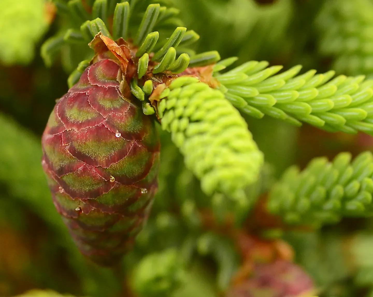 Speaking of Nature: Winter Finch Forecast: Spruce budworm boom could result in opportunities to see many species of birds