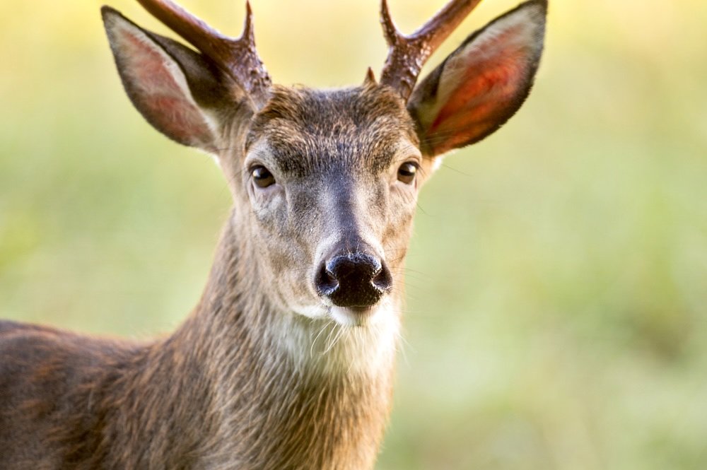 Deer plunges from overpass onto N.J. driver’s SUV, trapping her inside