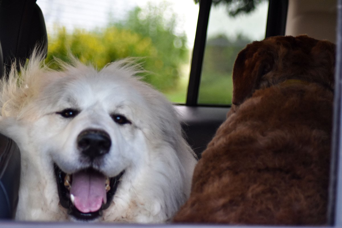 Midcoast town bans dogs from park for 1 year