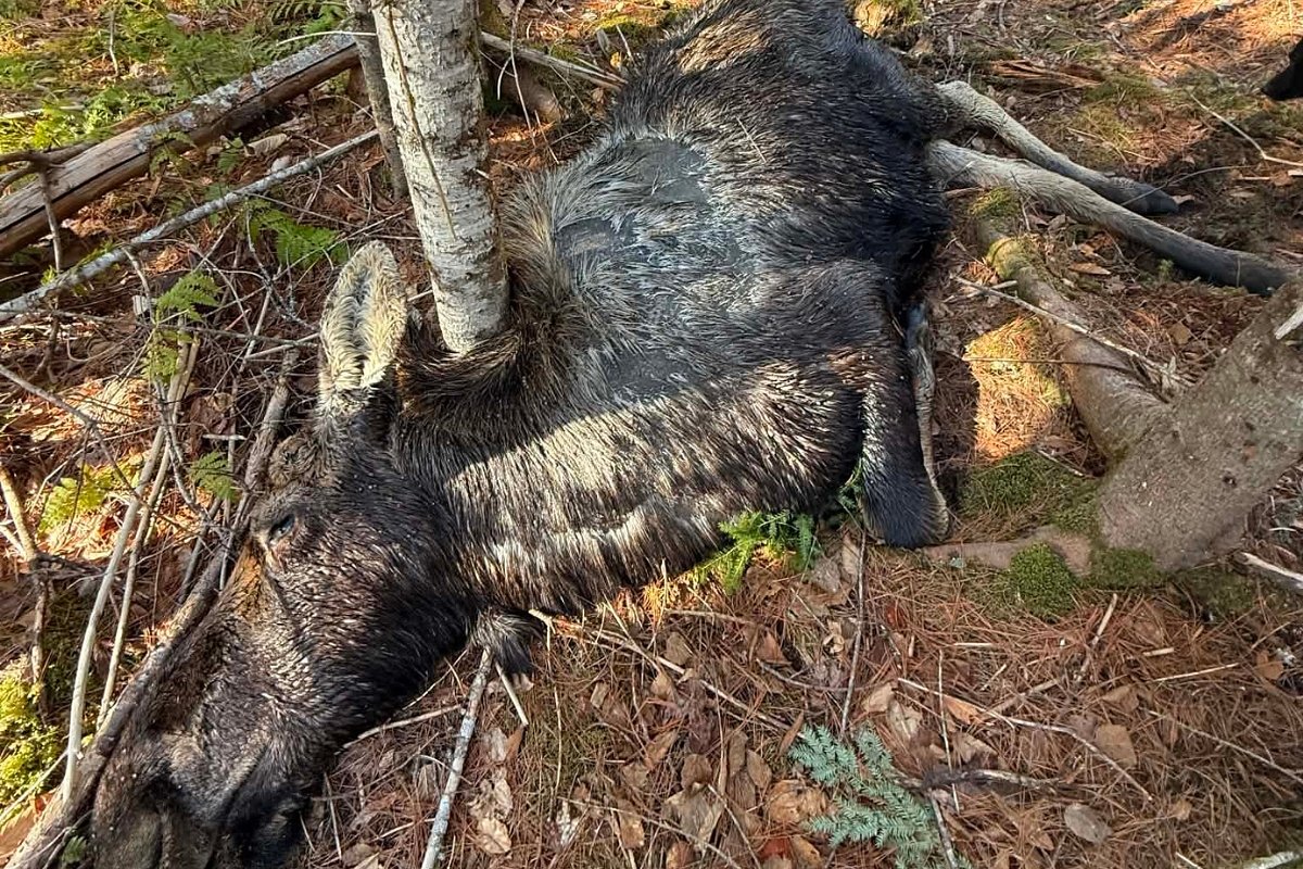 Videos show what winter ticks are doing to Maine moose this spring