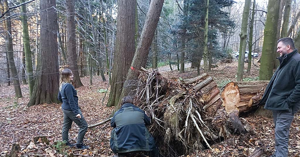 Climate change is killing this PNW tree. In Europe they want to plant it