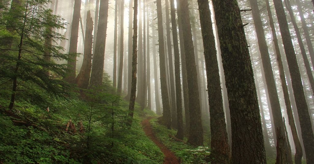 Trees of the Pacific Northwest: A climate journalism collaboration by Columbia Insight and The AP