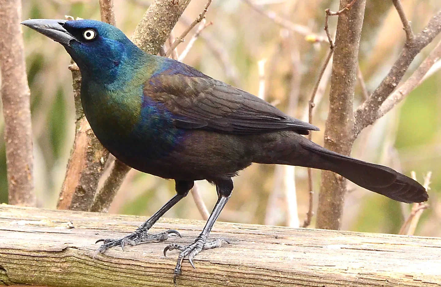 Speaking of Nature: A springtime spectacle: The iridescent arrival of the common grackle