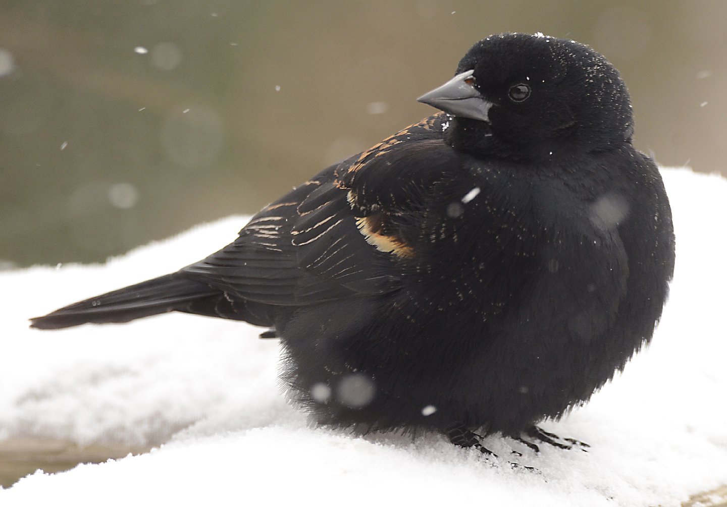 Speaking of Nature: The 'chonk-a-ree' countdown: Awaiting the red-winged vanguard to claim the territory of a coming spring