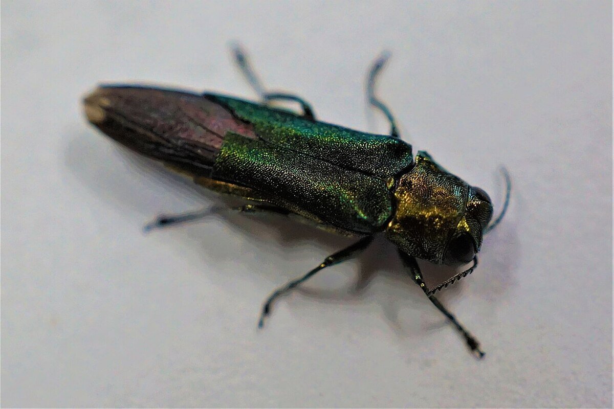 State expands quarantine area for destructive emerald ash borer