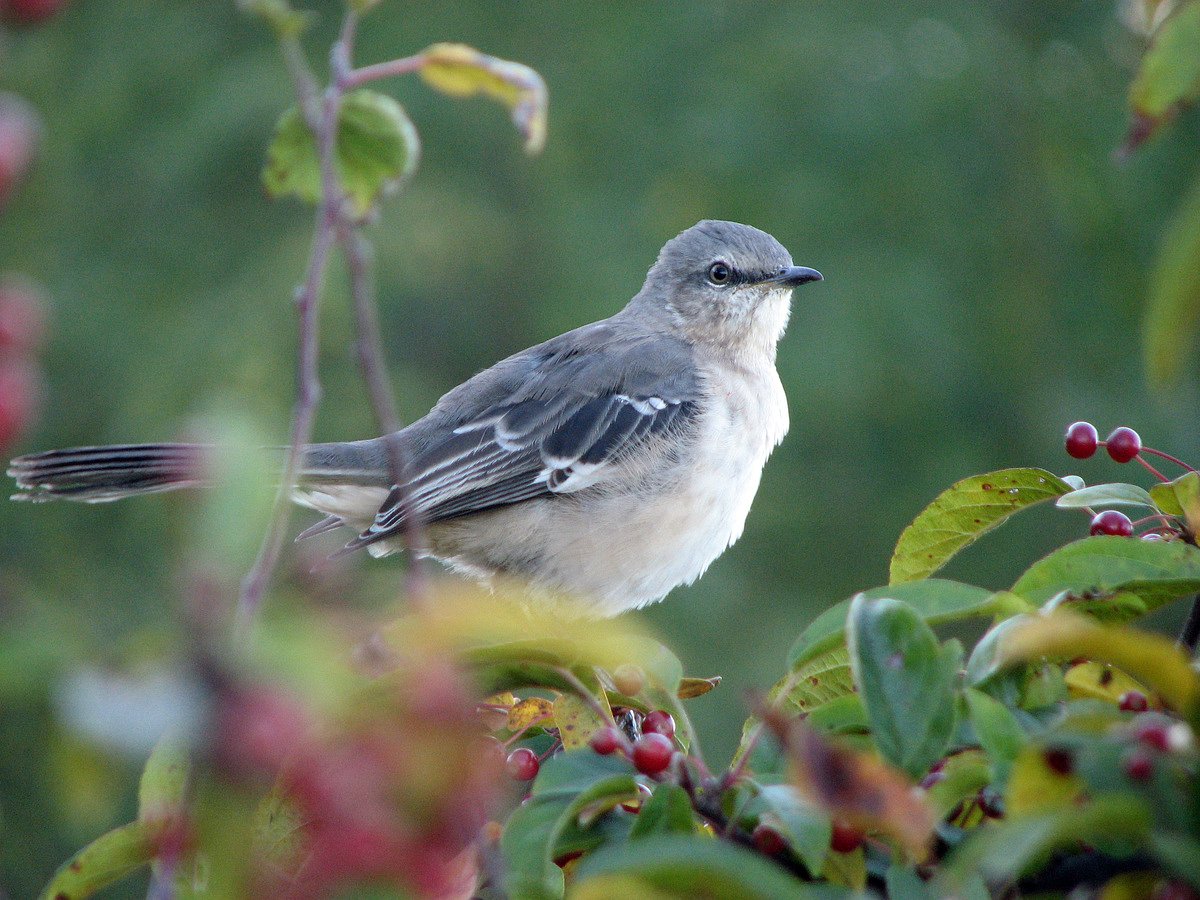 Why bird identification gets so confusing in spring