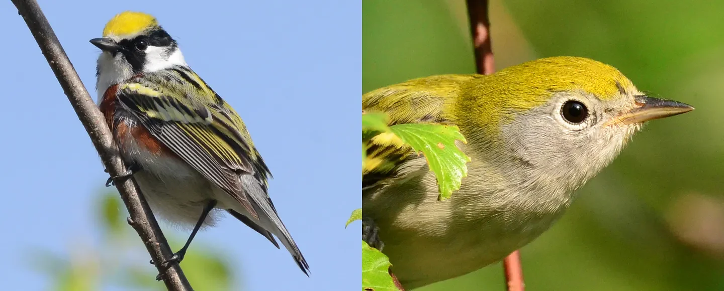 Speaking of Nature: The beginning of the end: Migration has started