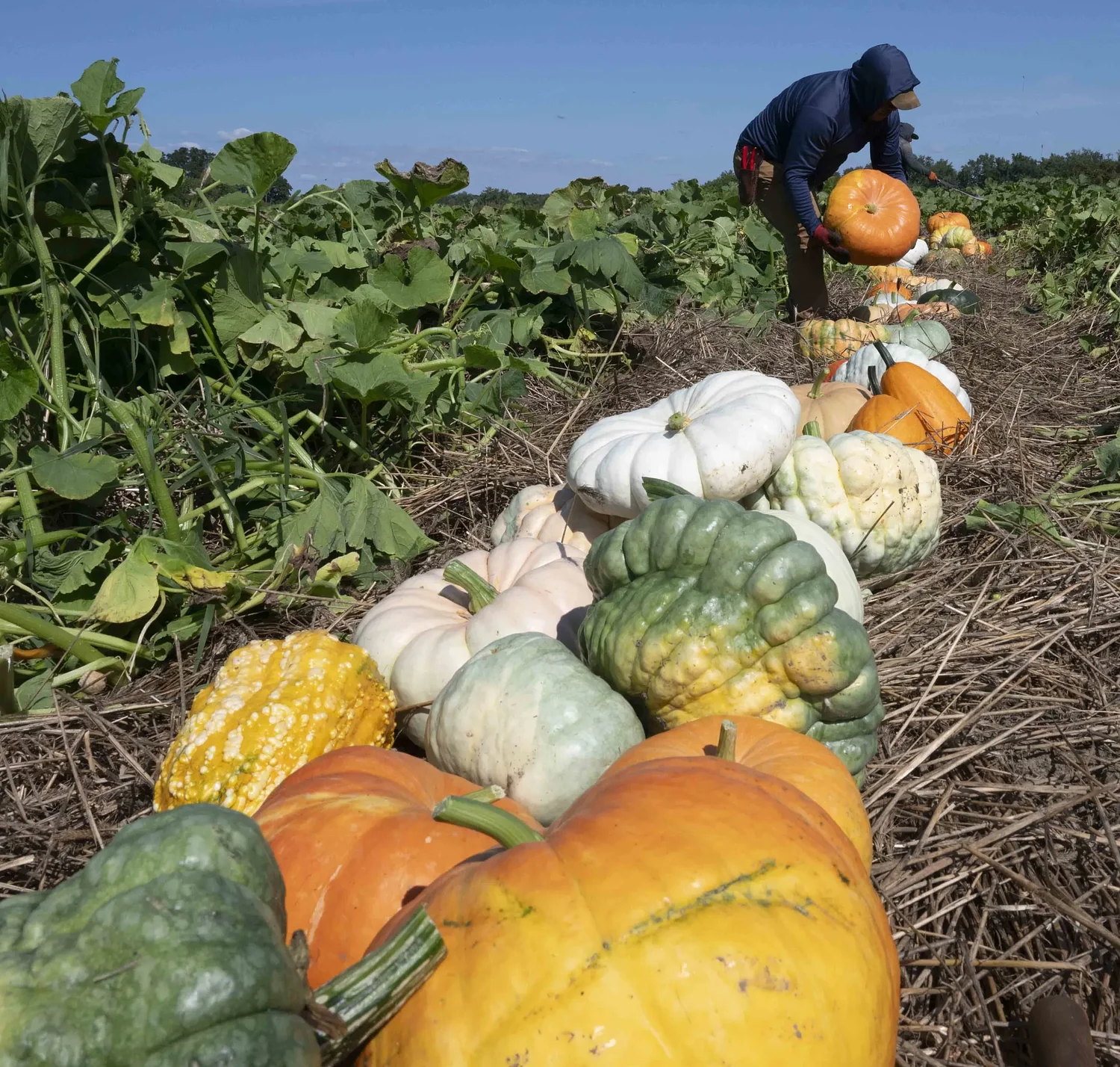 Photos: Decorative squash