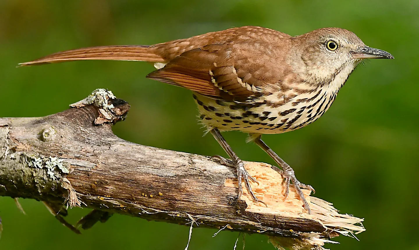 Speaking of Nature: The thrill of the thrasher: To see three individuals at the same time is a rare treat