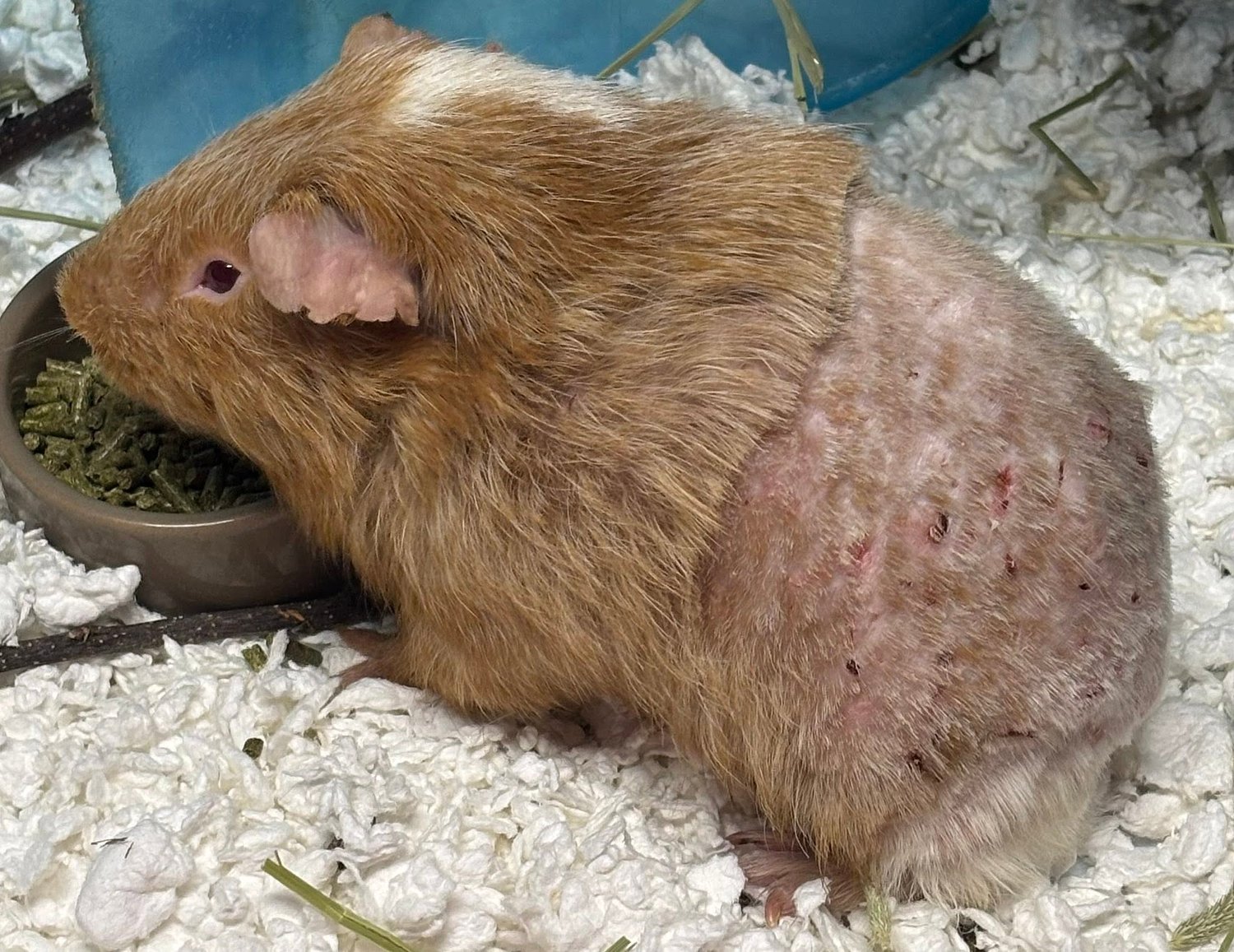 More than 100 guinea pigs suffering from neglect and severe injuries rescued from Central NY home